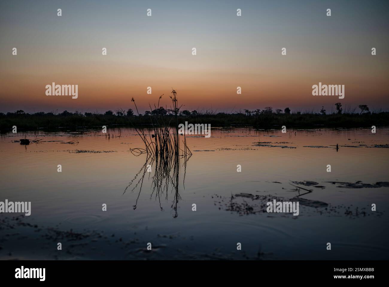 Miroir de roseaux au coucher du soleil sur le delta de l'Okawango du mokoro - Botswana Banque D'Images