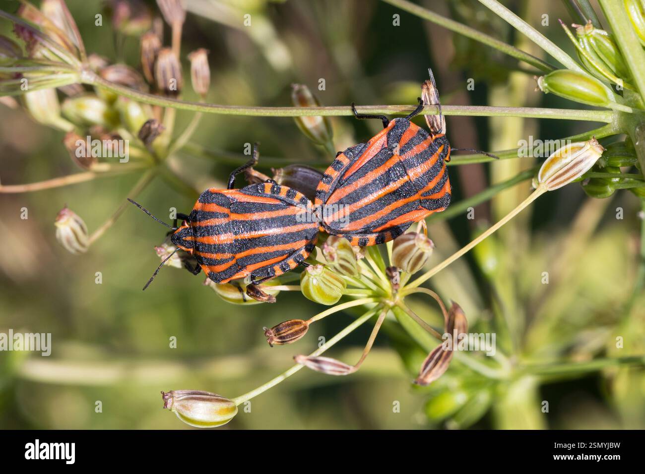 Streifenwanze, Streifen-Wanze, Graphosoma italicum, ehemals Graphosoma lineatum bezeichnet, Italien Striped-Bug, Striped Bug, Italien Banque D'Images