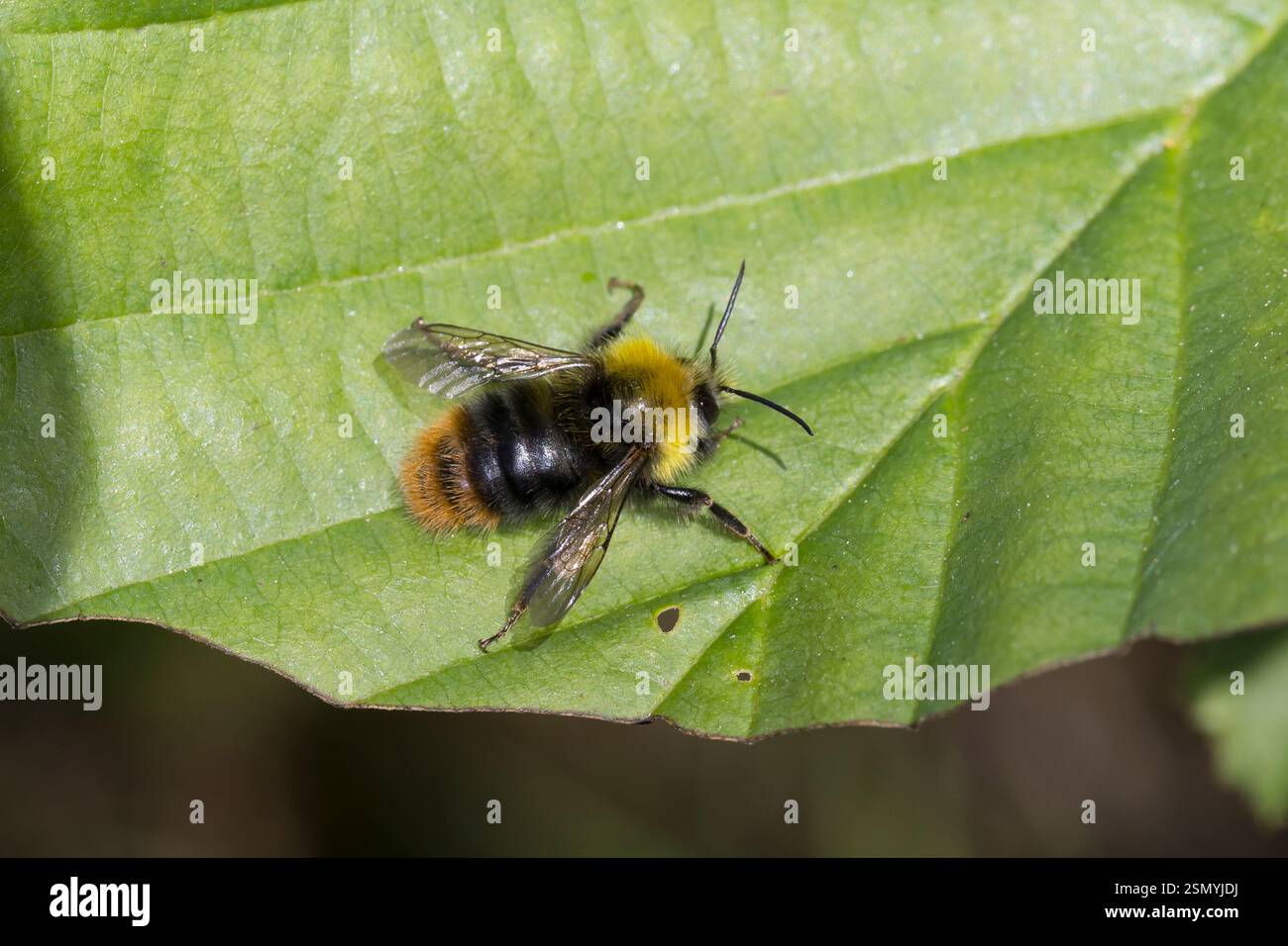 Wiesenhummel, Wiesen-Hummel, Männchen, Drohne, Hummel, Bombus pratorum, Pyrobombus pratorum, bourdon précoce, bourdon précoce, bourdon précoce Banque D'Images