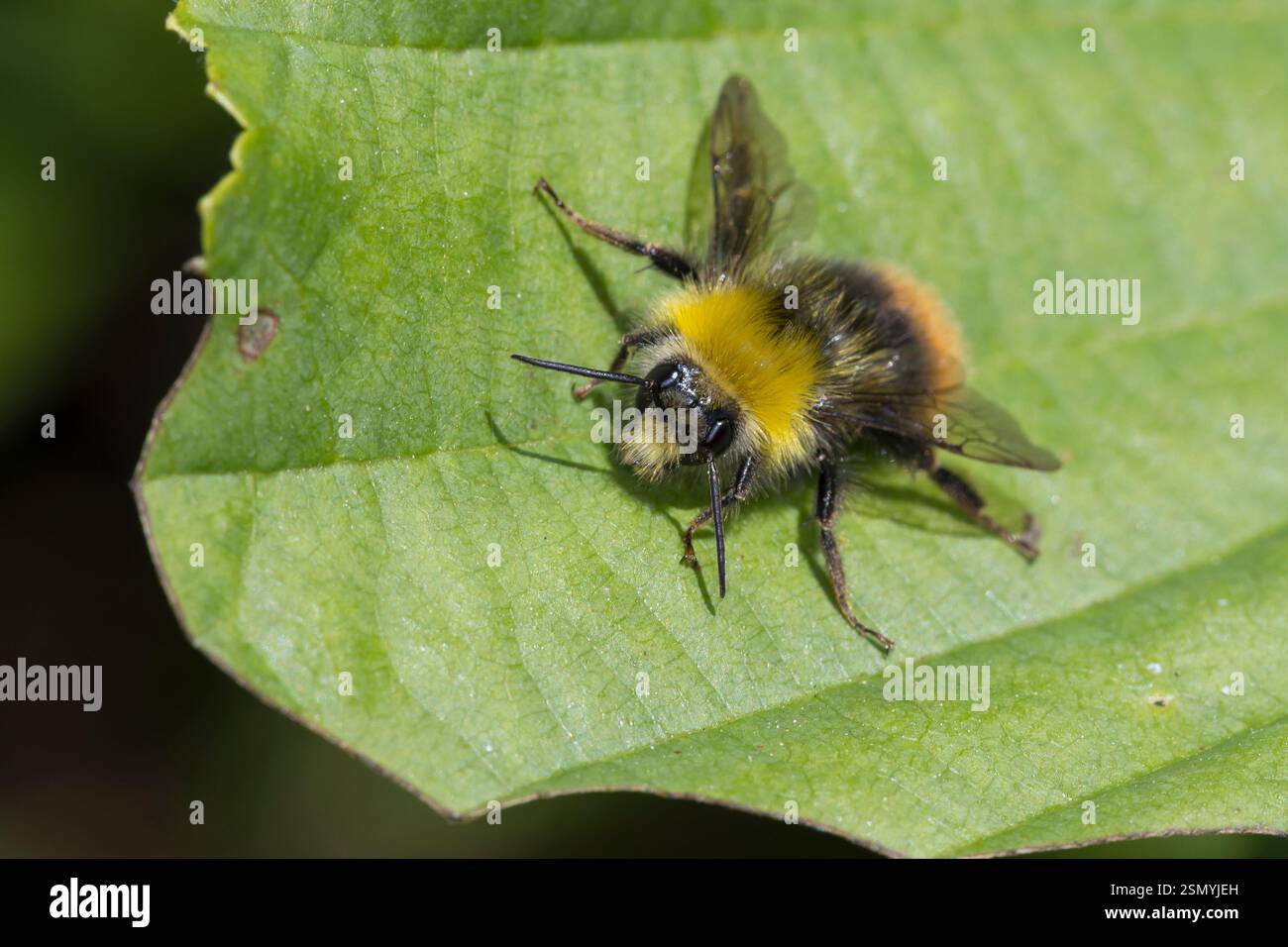 Wiesenhummel, Wiesen-Hummel, Männchen, Drohne, Hummel, Bombus pratorum, Pyrobombus pratorum, bourdon précoce, bourdon précoce, bourdon précoce Banque D'Images