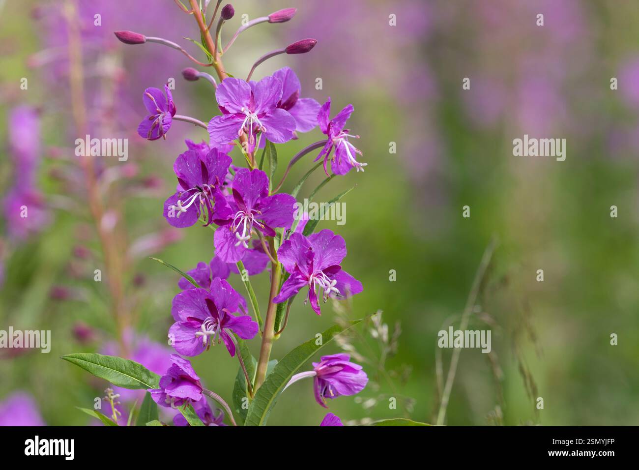 Schmalblättriges Weidenröschen, Weidenröschen, Epilobium angustifolium, Chamerion angustifolium, Chamaenerion angustifolium, incendie, lutte contre les mauvaises herbes, de l'épilobe gréa Banque D'Images