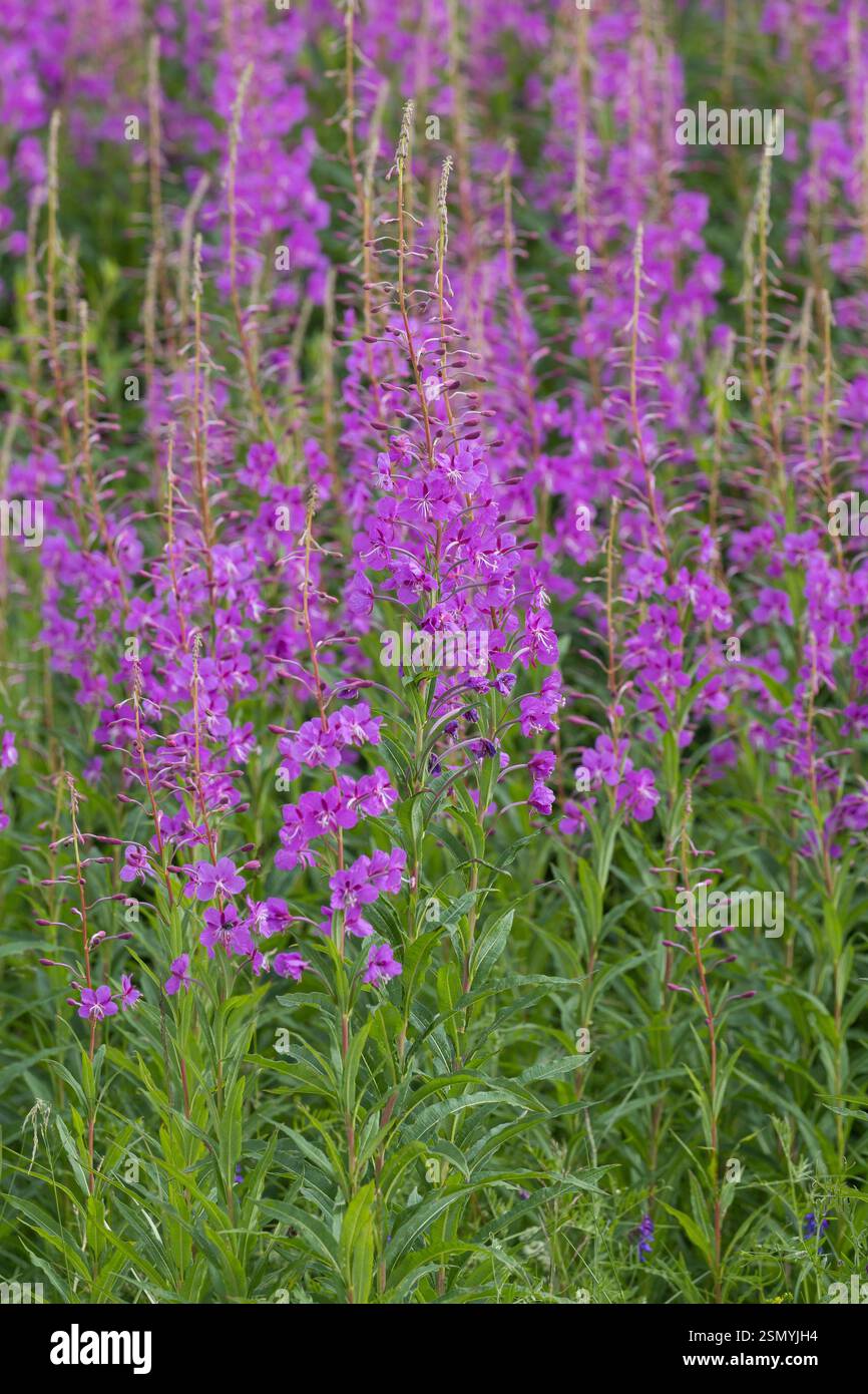 Schmalblättriges Weidenröschen, Weidenröschen, Epilobium angustifolium, Chamerion angustifolium, Chamaenerion angustifolium, incendie, lutte contre les mauvaises herbes, de l'épilobe gréa Banque D'Images