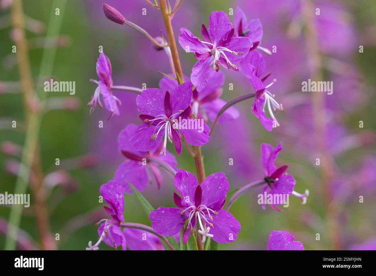 Schmalblättriges Weidenröschen, Weidenröschen, Epilobium angustifolium, Chamerion angustifolium, Chamaenerion angustifolium, incendie, lutte contre les mauvaises herbes, de l'épilobe gréa Banque D'Images