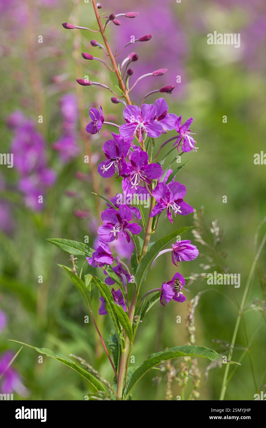 Schmalblättriges Weidenröschen, Weidenröschen, Epilobium angustifolium, Chamerion angustifolium, Chamaenerion angustifolium, incendie, lutte contre les mauvaises herbes, de l'épilobe gréa Banque D'Images