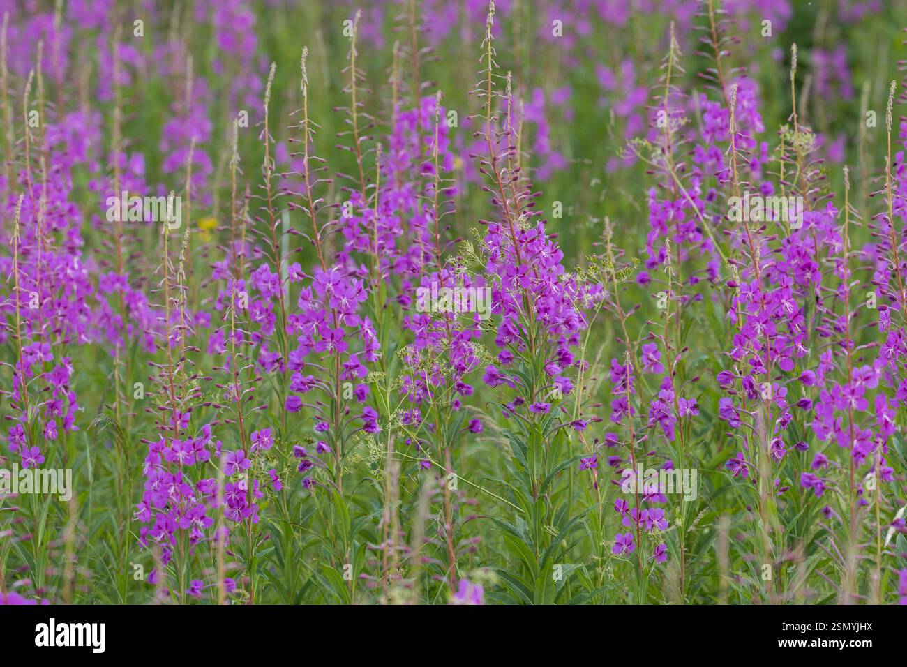 Schmalblättriges Weidenröschen, Weidenröschen, Epilobium angustifolium, Chamerion angustifolium, Chamaenerion angustifolium, incendie, lutte contre les mauvaises herbes, de l'épilobe gréa Banque D'Images