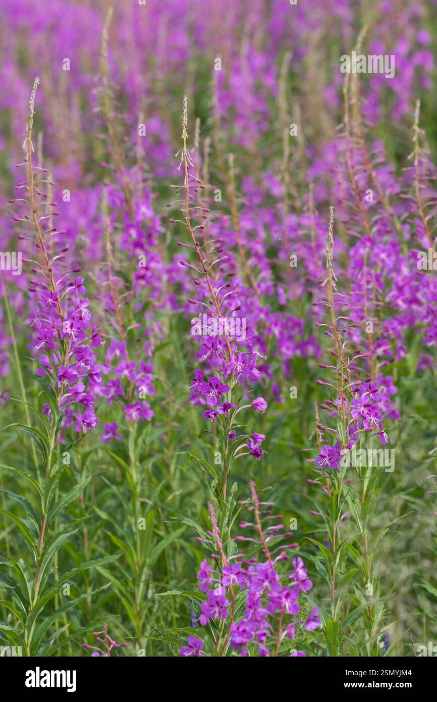 Schmalblättriges Weidenröschen, Weidenröschen, Epilobium angustifolium, Chamerion angustifolium, Chamaenerion angustifolium, incendie, lutte contre les mauvaises herbes, de l'épilobe gréa Banque D'Images