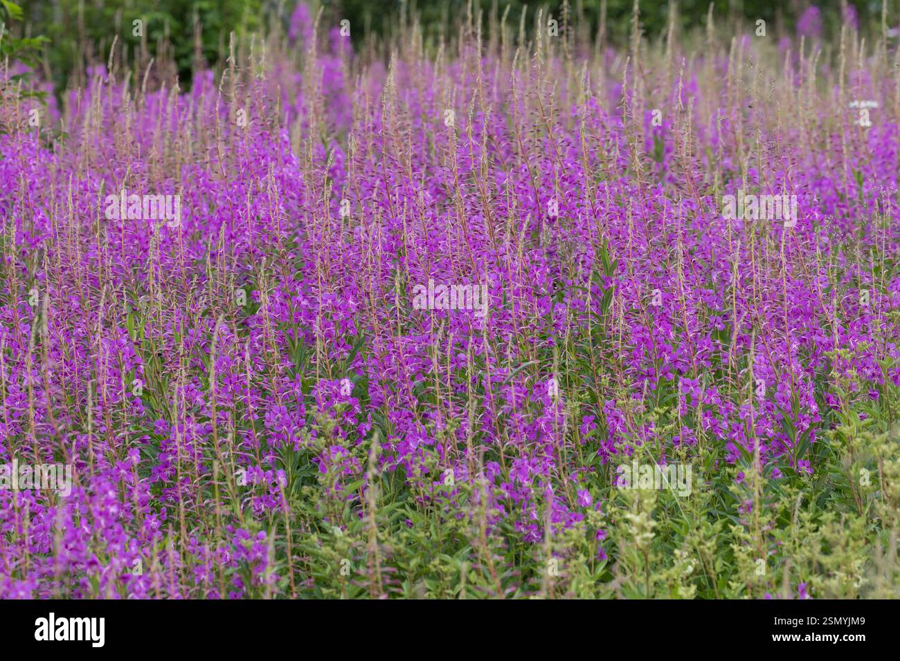Schmalblättriges Weidenröschen, Weidenröschen, Epilobium angustifolium, Chamerion angustifolium, Chamaenerion angustifolium, incendie, lutte contre les mauvaises herbes, de l'épilobe gréa Banque D'Images