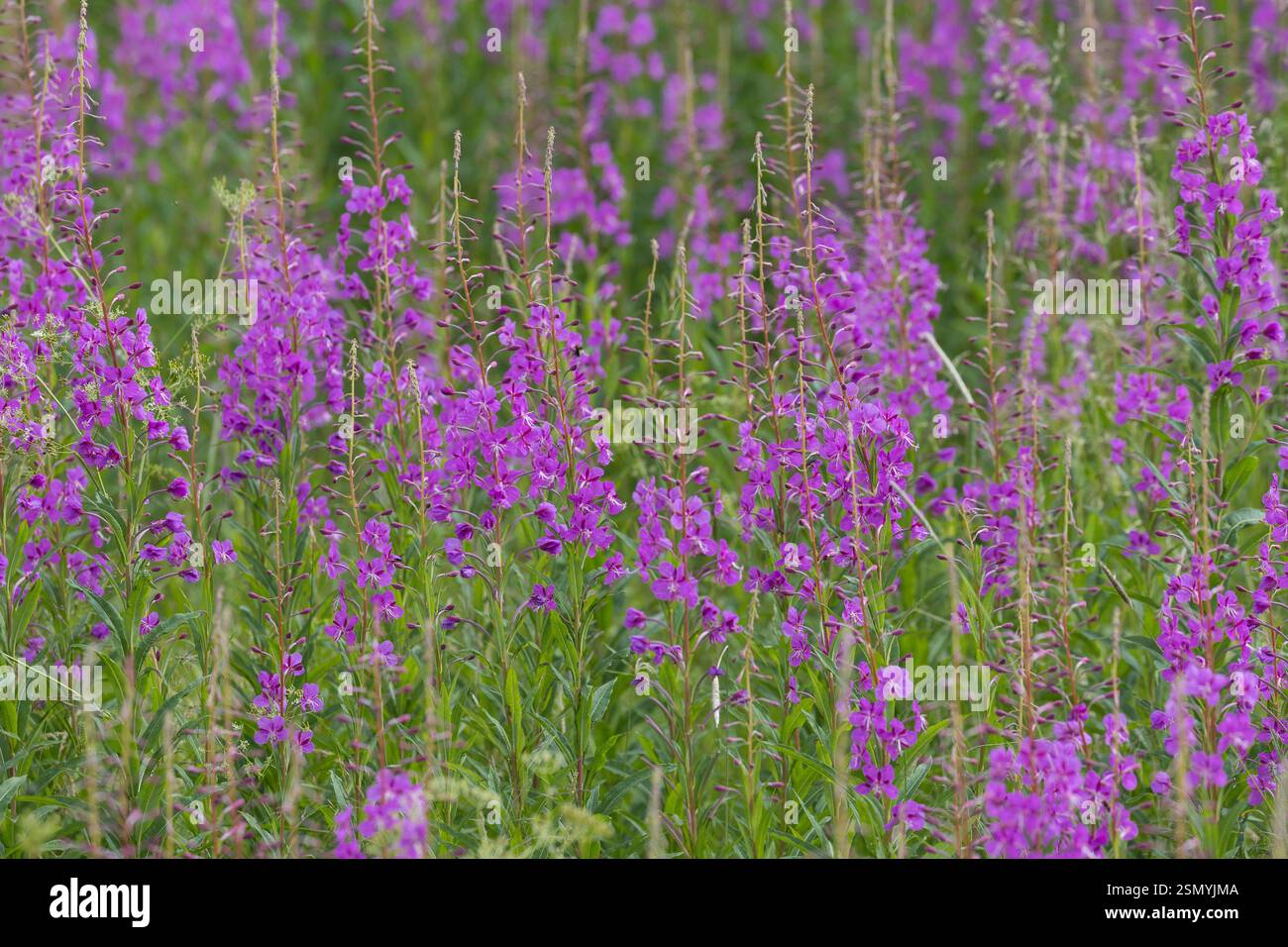 Schmalblättriges Weidenröschen, Weidenröschen, Epilobium angustifolium, Chamerion angustifolium, Chamaenerion angustifolium, incendie, lutte contre les mauvaises herbes, de l'épilobe gréa Banque D'Images