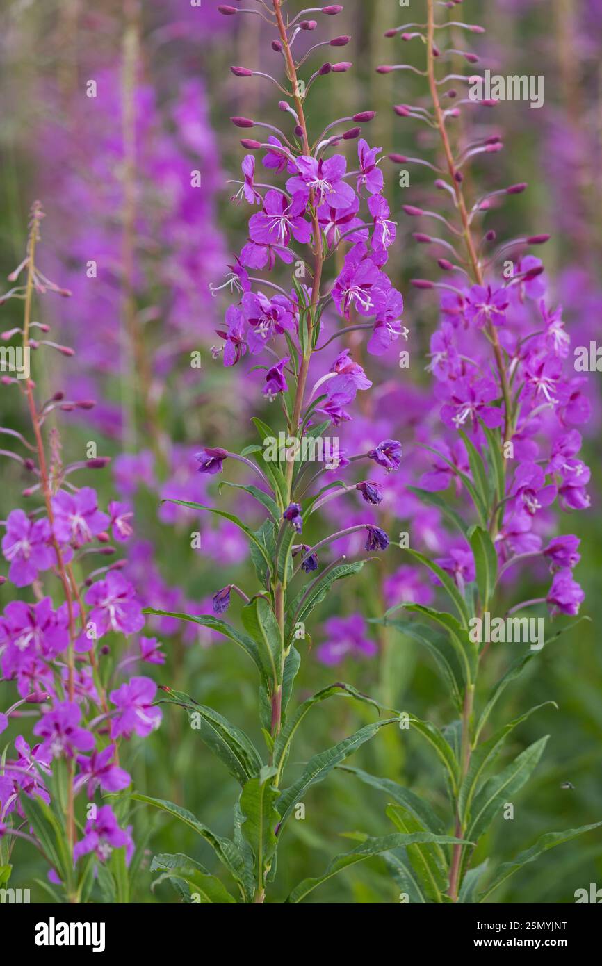 Schmalblättriges Weidenröschen, Weidenröschen, Epilobium angustifolium, Chamerion angustifolium, Chamaenerion angustifolium, incendie, lutte contre les mauvaises herbes, de l'épilobe gréa Banque D'Images