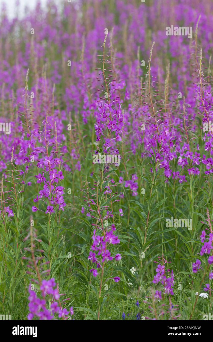 Schmalblättriges Weidenröschen, Weidenröschen, Epilobium angustifolium, Chamerion angustifolium, Chamaenerion angustifolium, incendie, lutte contre les mauvaises herbes, de l'épilobe gréa Banque D'Images