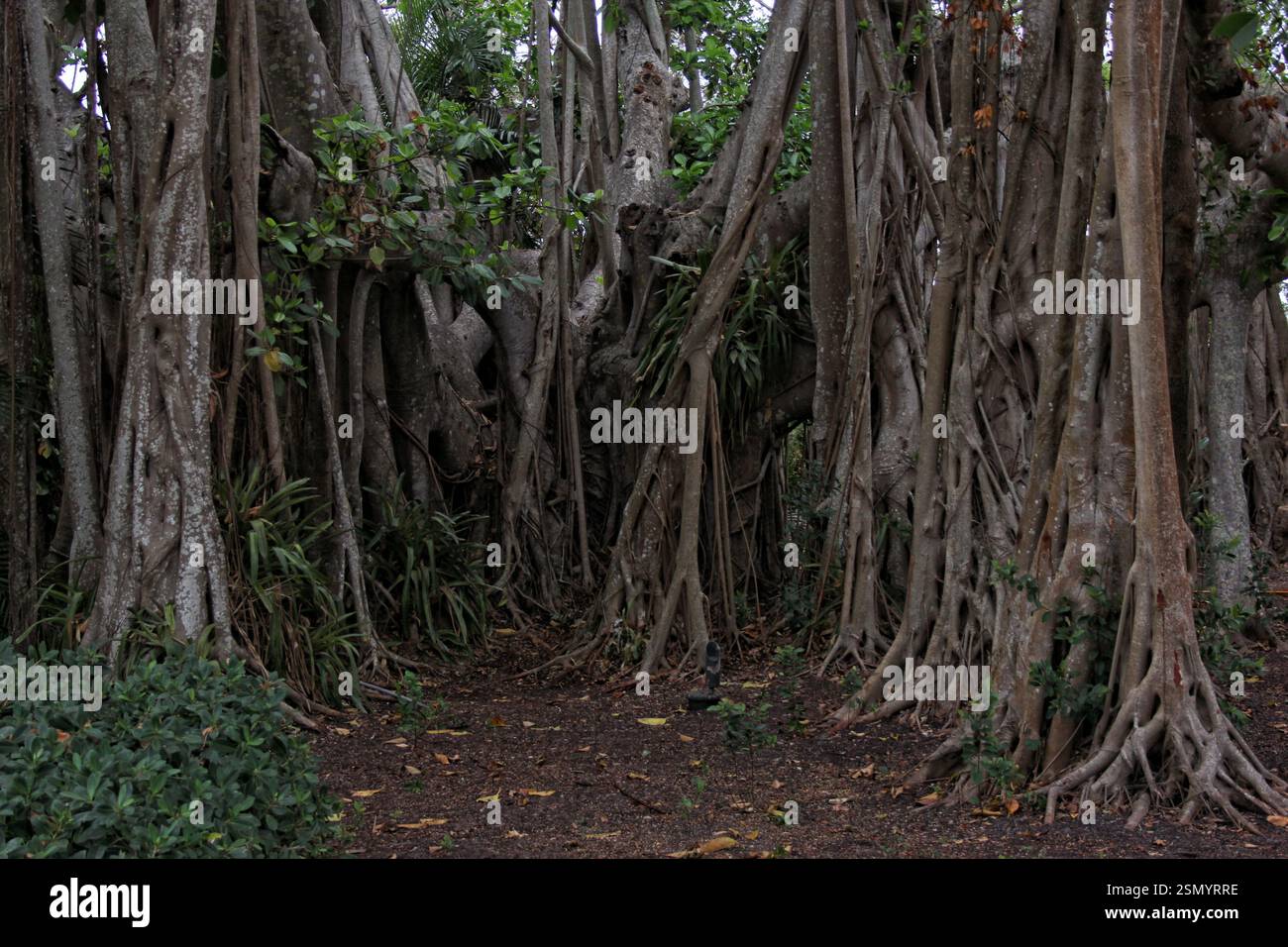 Forêt de bambous et de mangroves dans le sud-est de la Floride. Région de Sarasota Banque D'Images