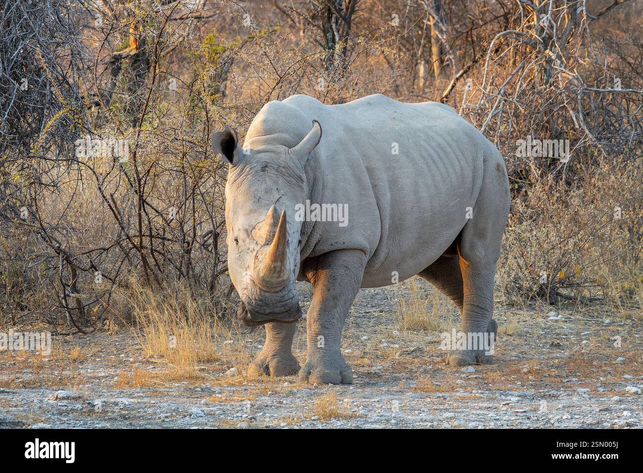 Gros plan photo d'un rhinocéros blanc, portrait de rhinocéros, safari animalier et chasse au gibier en Namibie, Afrique Banque D'Images Gros plan photo d'un rhinocéros blanc, portrait de rhinocéros, safari animalier et chasse au gibier en Namibie, Afrique Banque D'Images