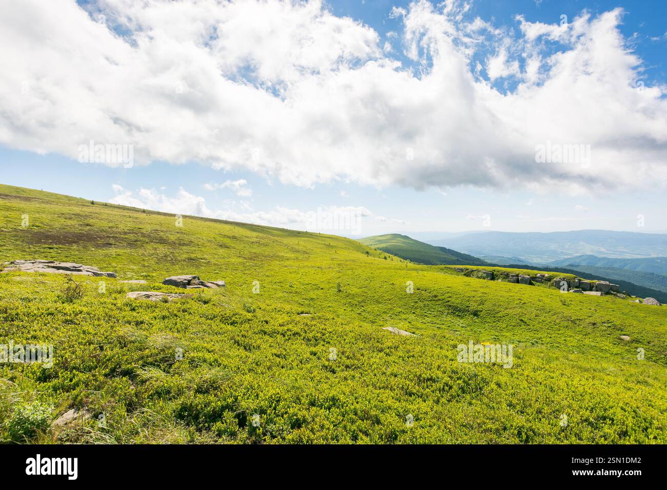 prairies verdoyantes du paysage de montagne des carpates. paysage de nature alpine avec des pierres parmi l'herbe luxuriante sur des collines ondulantes sous un ciel bleu avec des nuages. su Banque D'Images