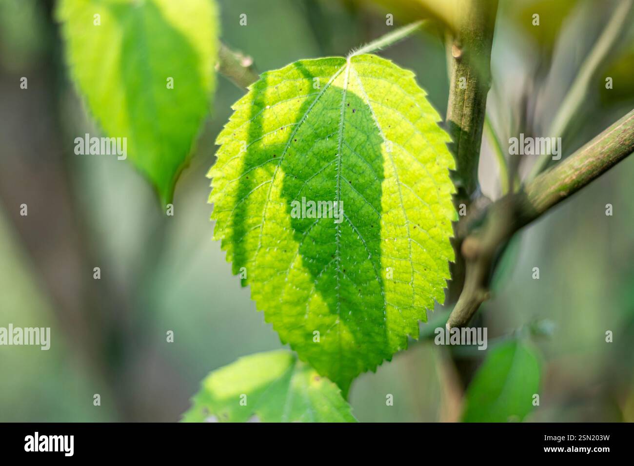 Annuel ou pérenne, ramifiant sous-arbuste à 1,5 m, couvert d'une variété de poils modérément denses, raides et veloutés tiges brunes avec écorce dure. Chines Banque D'Images