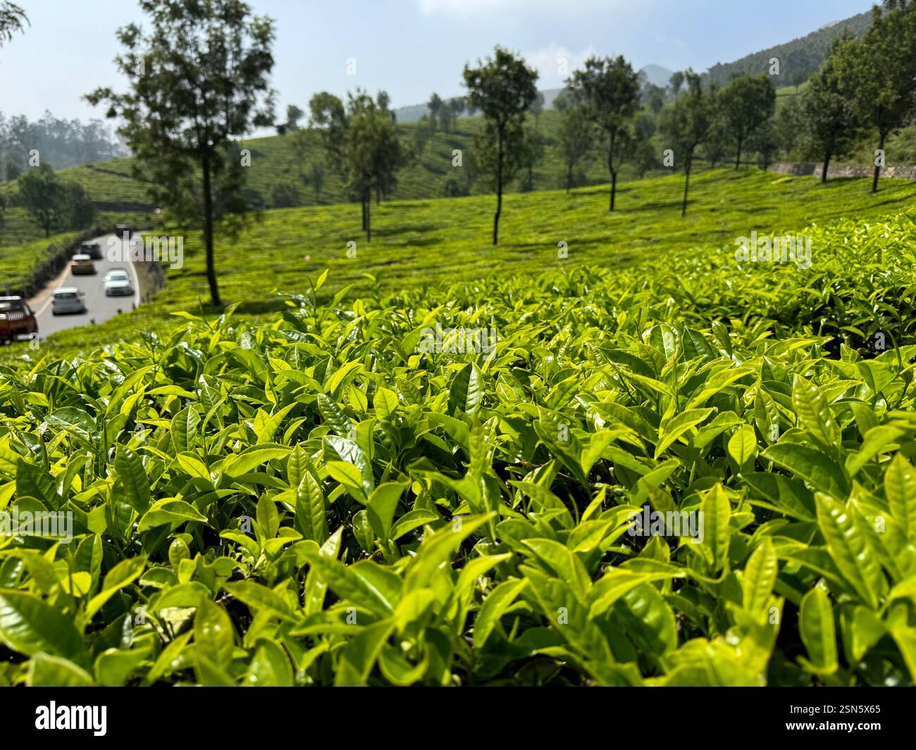 Plantation de thé - Image de stock capturée avec un smartphone