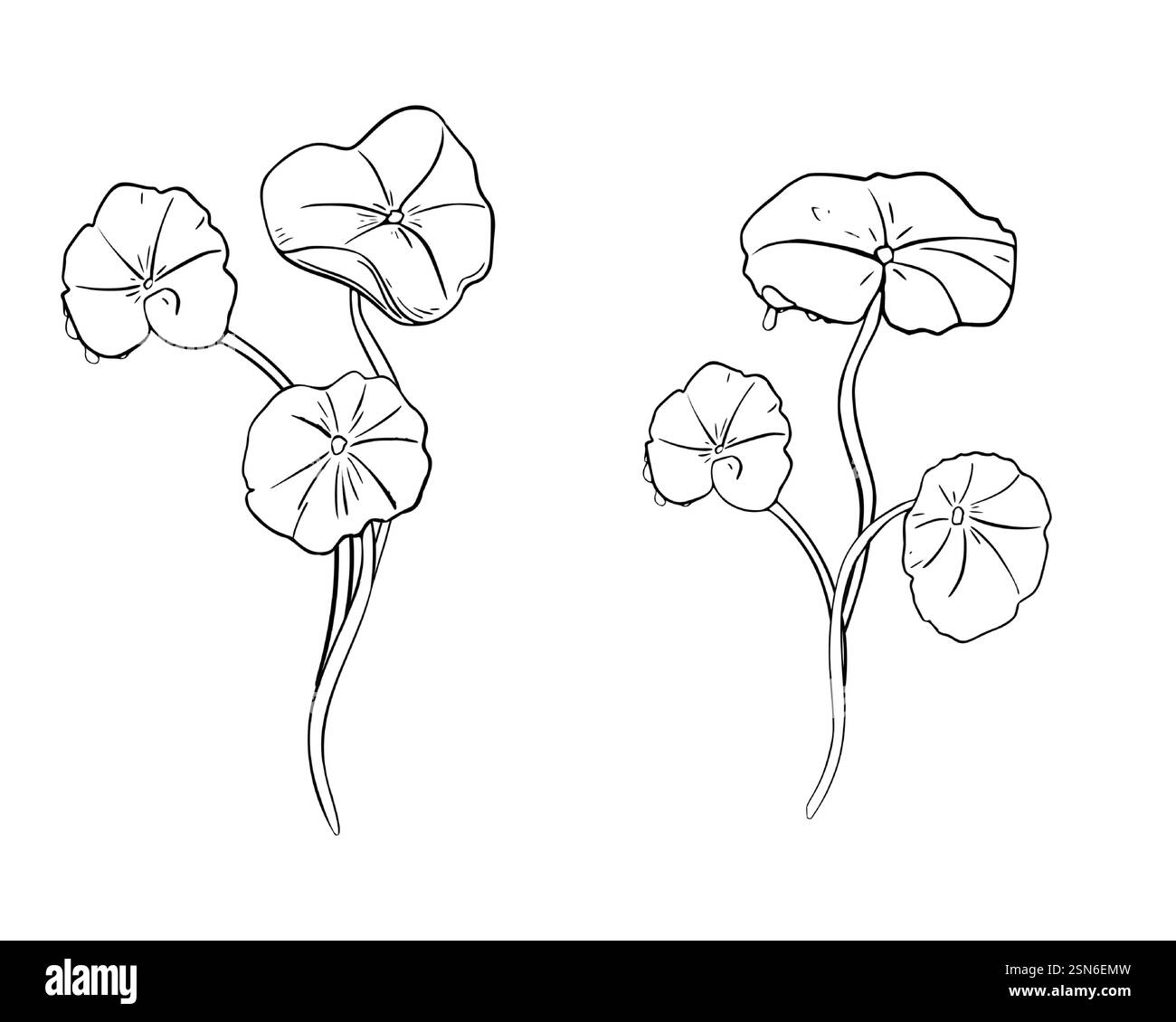 Centella asiatica Bunch noir blanc illustration vectorielle sur blanc. Feuilles en forme de parapluie d'herbes de tigre, croquis botanique monochrome dessiné à la main gotu kola Illustration de Vecteur