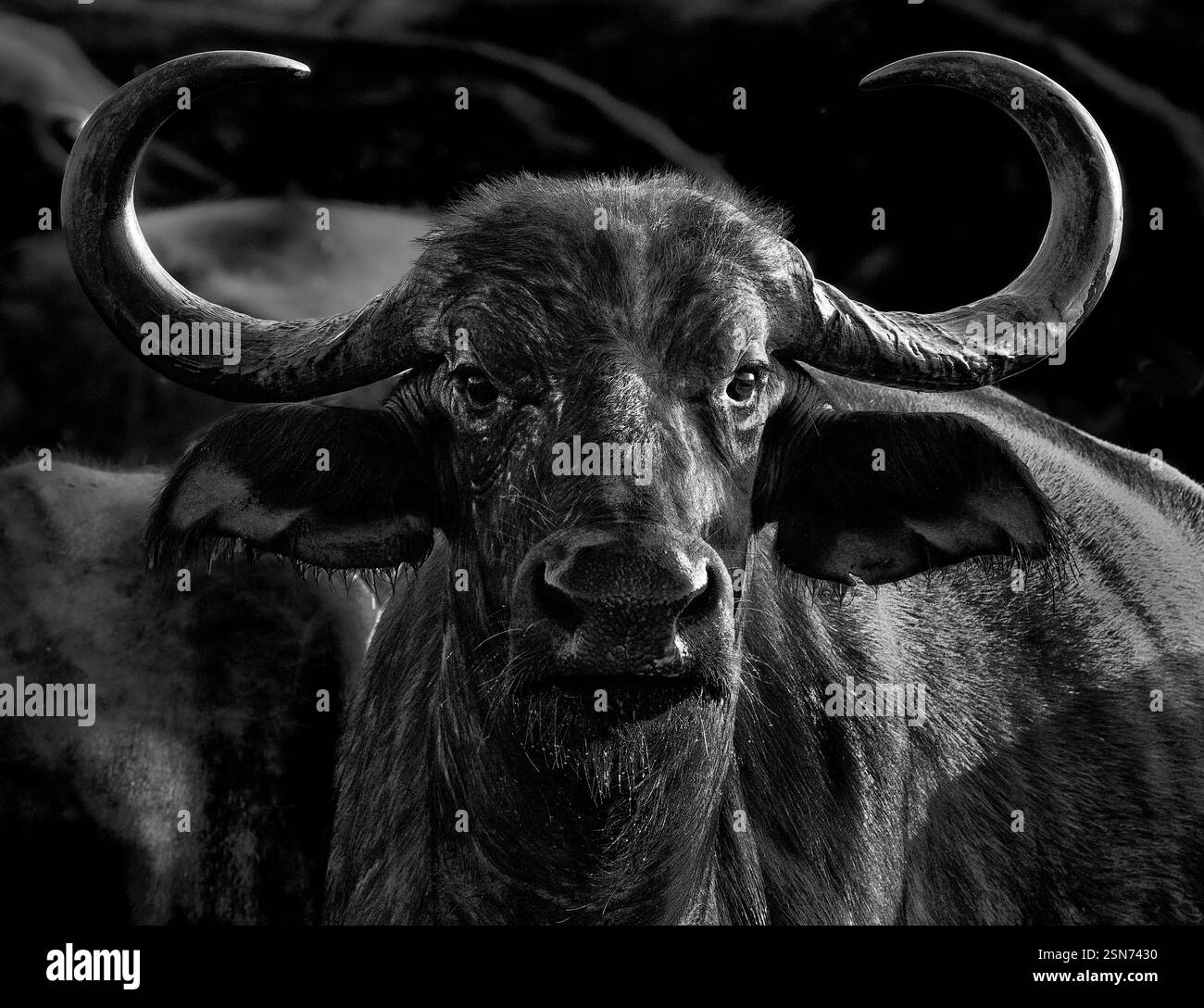 Buffalo visite d'un point d'eau dans le parc national de Tsavo sur leur migration annuelle - Kenya Afrique - noir et blanc monochrome Banque D'Images