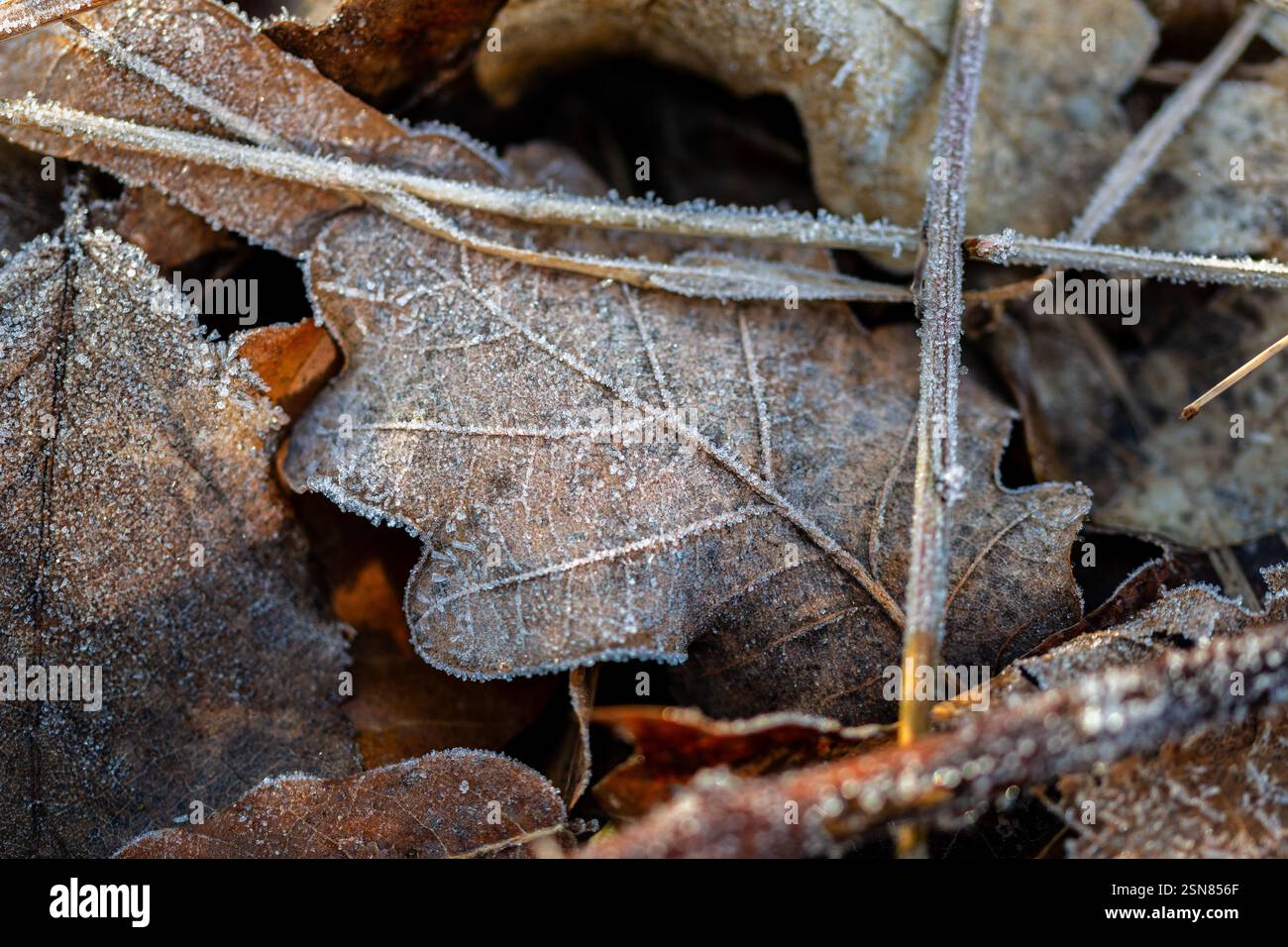 Gros plan macro d'une feuille de chêne sur le sol recouvert de cristaux de glace Banque D'Images