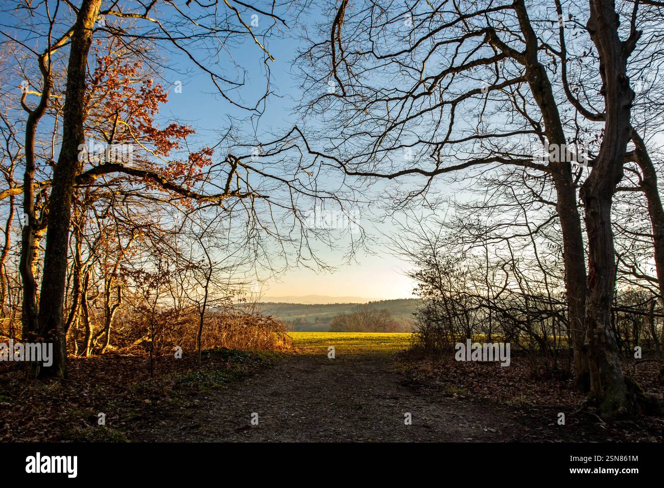 Vue de la forêt sur prairie paisible au crépuscule Banque D'Images