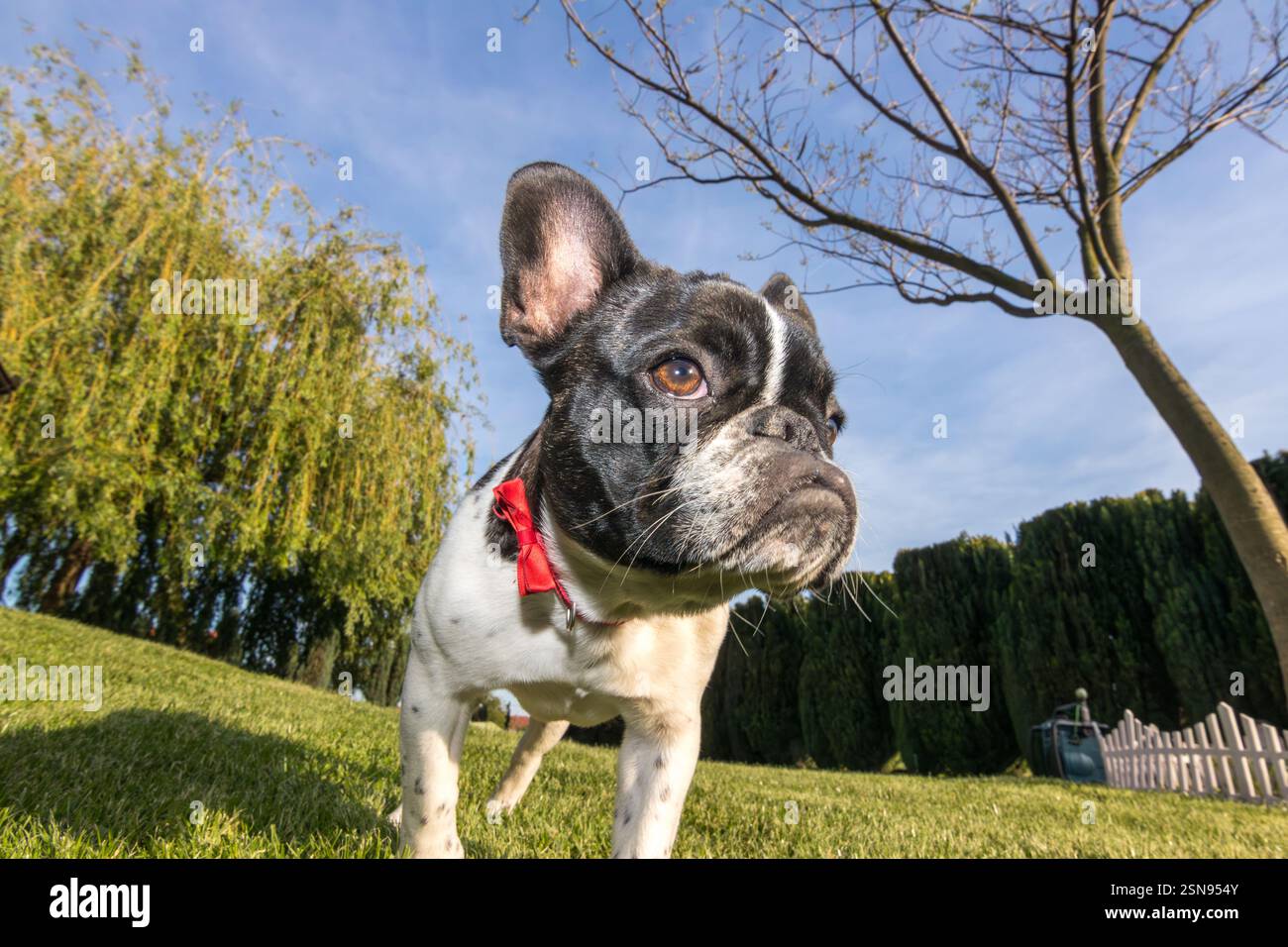 Curieux chiot bouledogue français avec un collier rose explorant le plein air par une journée ensoleillée. Le caractère unique et le visage expressif du chiot dominent le v Banque D'Images