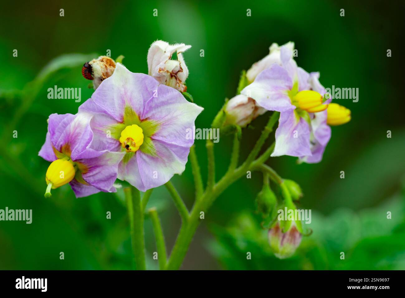 Les fleurs de pomme de terre violettes et jaunes fleurissent de manière vibrante dans un jardin verdoyant, attirant les abeilles et autres pollinisateurs sous le soleil printanier. Nature th Banque D'Images