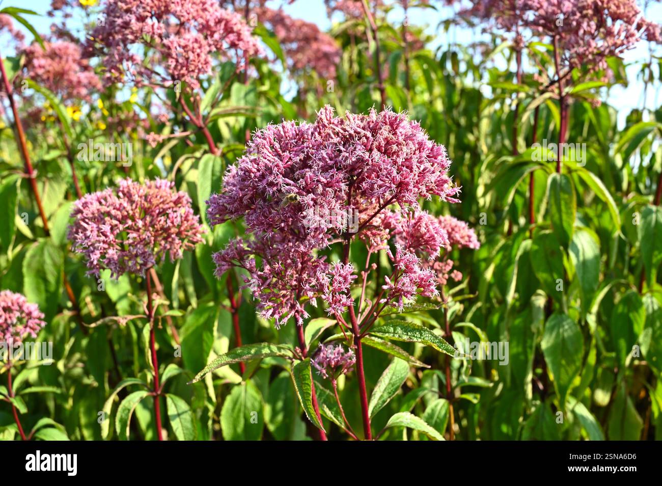Fleurs d'automne rose moelleuses de Eupatorium maculatum Purple Bush, également connu sous le nom de Joe pye Weed poussant dans le jardin britannique septembre Banque D'Images