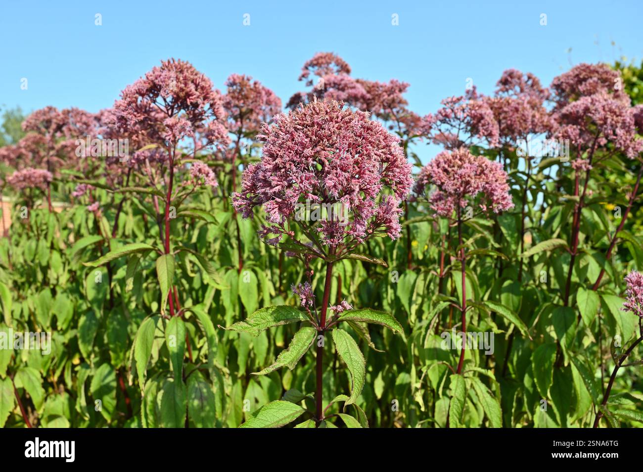 Fleurs d'automne rose moelleuses de Eupatorium maculatum Purple Bush, également connu sous le nom de Joe Pye Weed poussant dans le jardin britannique septembre Banque D'Images
