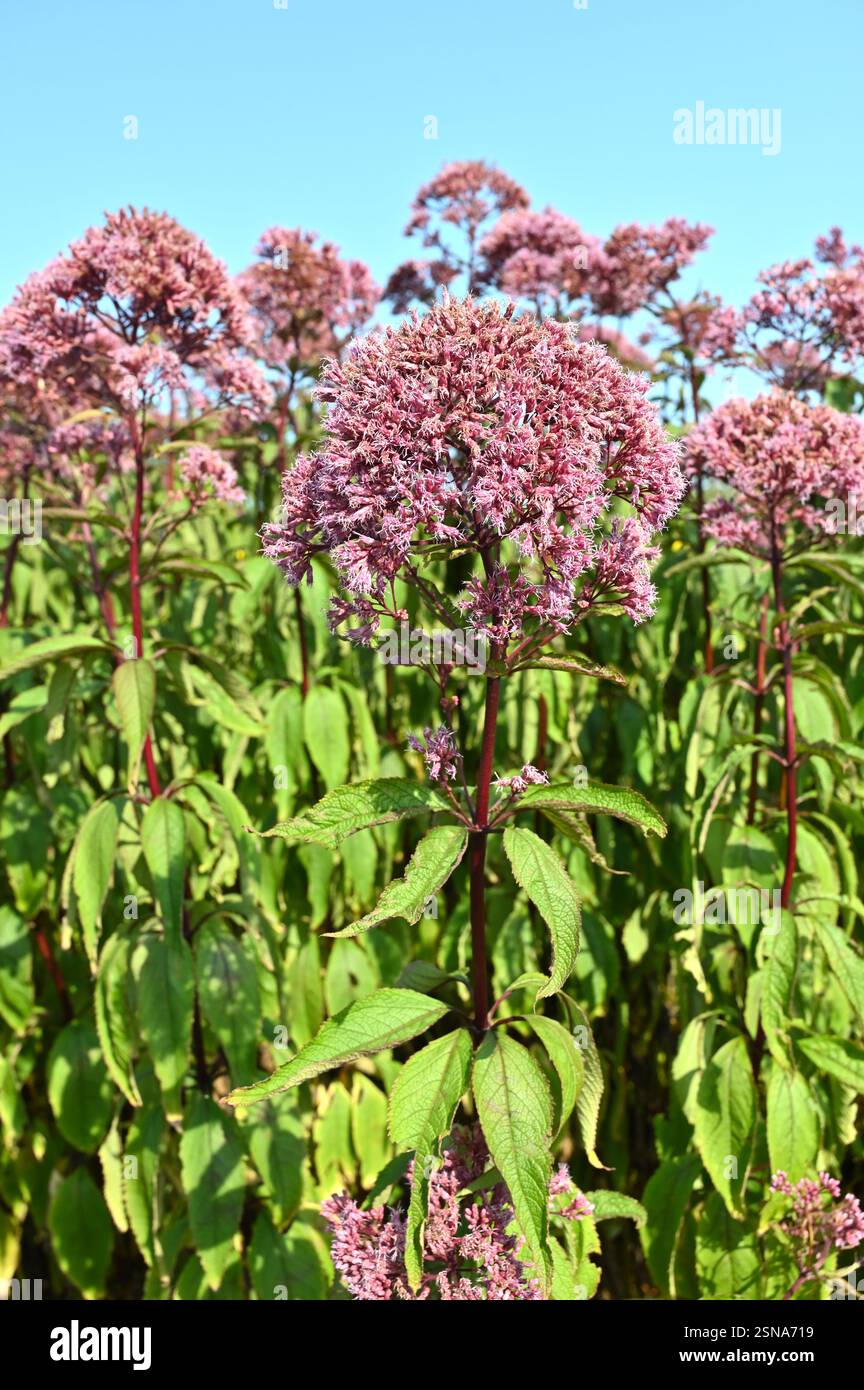 Fleurs d'automne rose moelleuses de Eupatorium maculatum Purple Bush, également connu sous le nom de Joe pye Weed poussant dans le jardin britannique septembre Banque D'Images