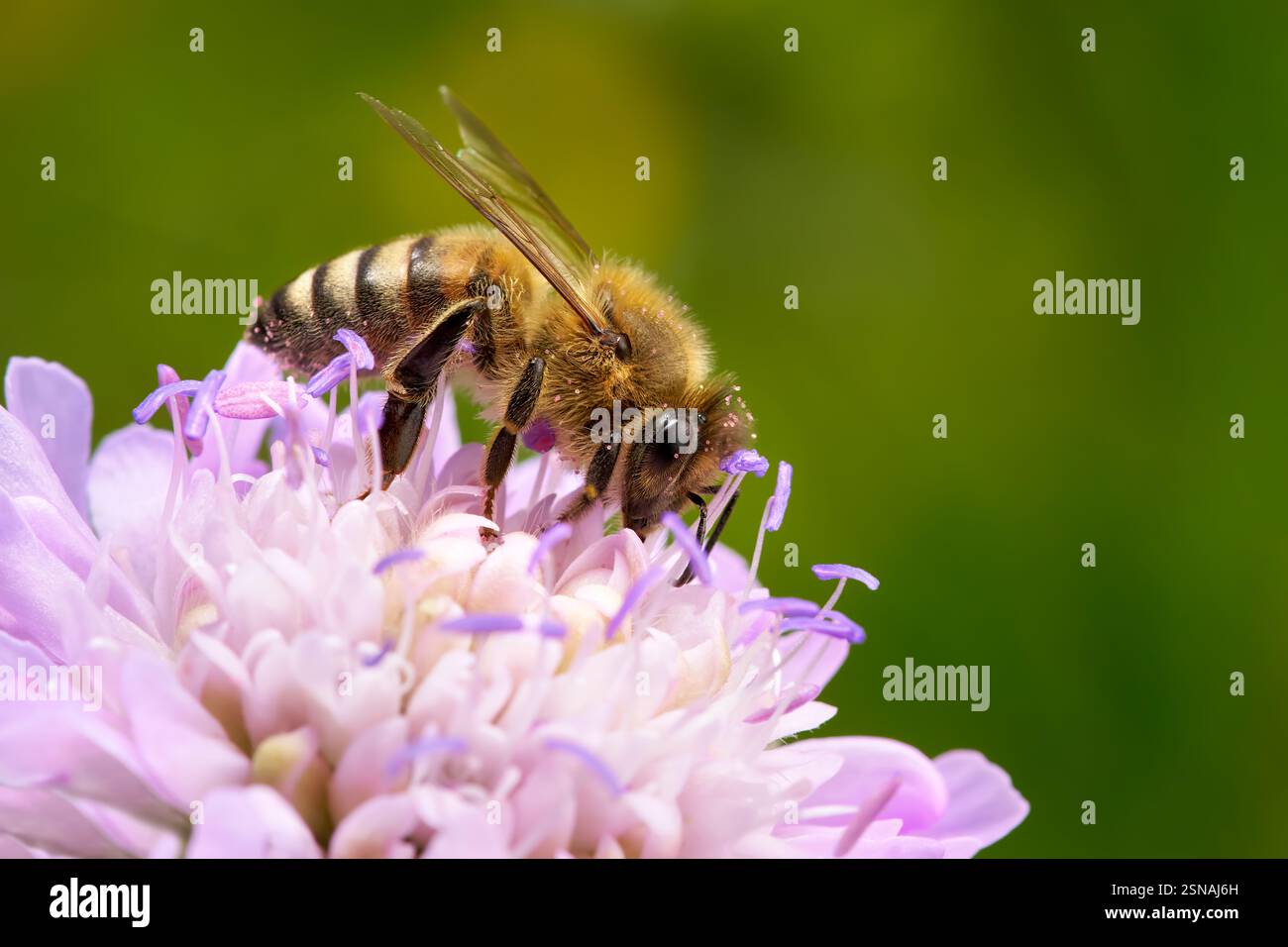 Abeille (Western Honey Bee - Apis mellifera) sur un champ de lilas Scabious Banque D'Images