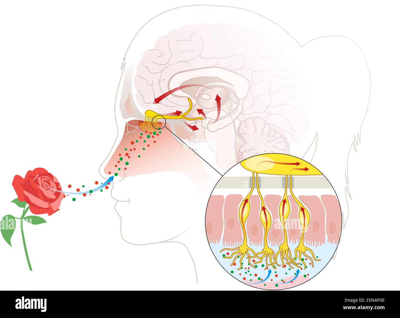 L'odorat détecte les molécules en suspension dans l'air via des récepteurs olfactifs dans la cavité nasale, envoyant des signaux au cerveau pour la perception Banque D'Images