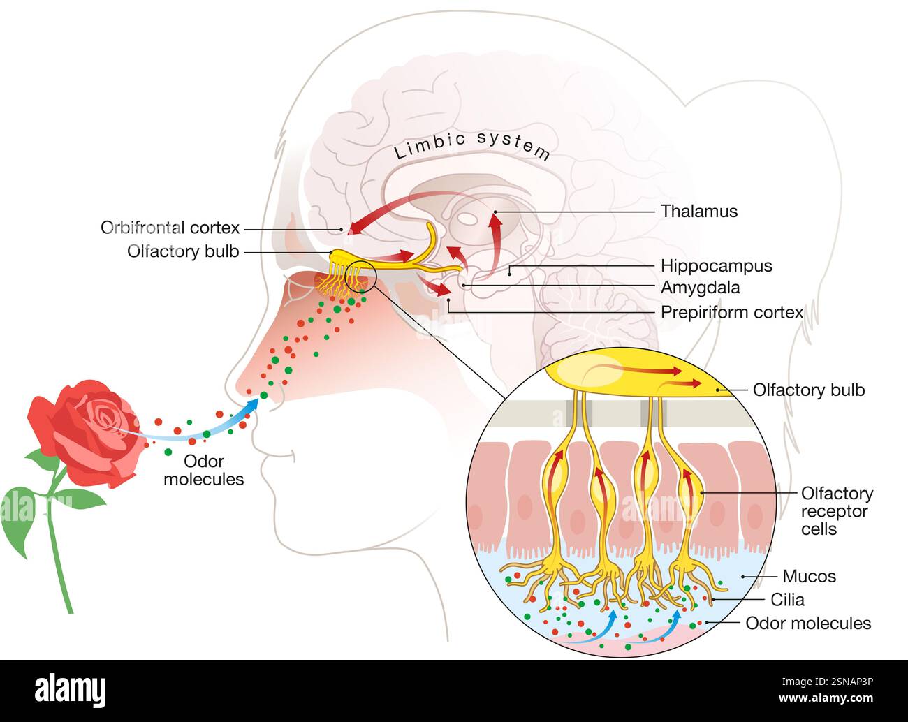 L'odorat détecte les molécules en suspension dans l'air via des récepteurs olfactifs dans la cavité nasale, envoyant des signaux au cerveau pour la perception Banque D'Images