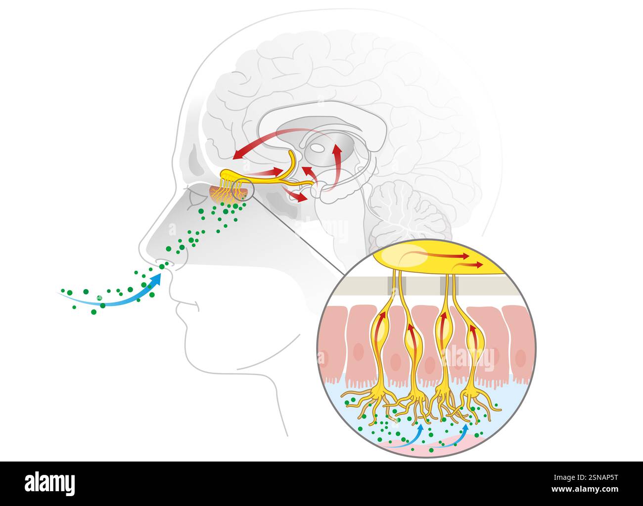 L'odorat détecte les molécules en suspension dans l'air via des récepteurs olfactifs dans la cavité nasale, envoyant des signaux au cerveau pour la perception Banque D'Images
