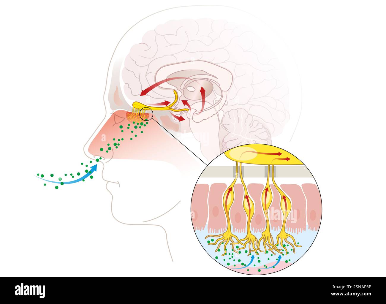 L'odorat détecte les molécules en suspension dans l'air via des récepteurs olfactifs dans la cavité nasale, envoyant des signaux au cerveau pour la perception Banque D'Images
