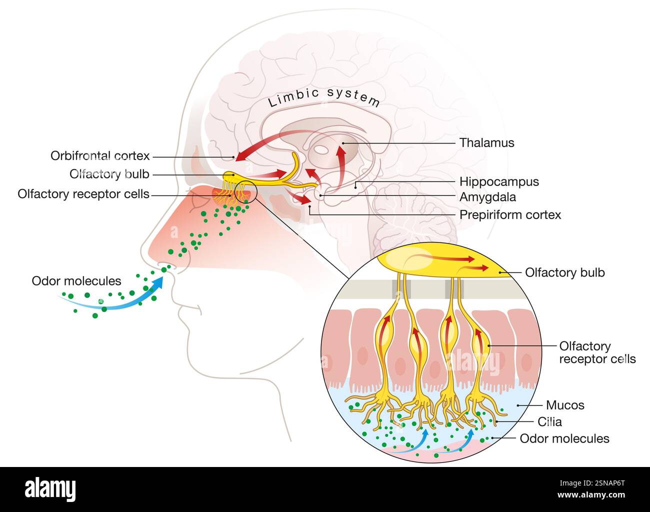 L'odorat détecte les molécules en suspension dans l'air via des récepteurs olfactifs dans la cavité nasale, envoyant des signaux au cerveau pour la perception Banque D'Images