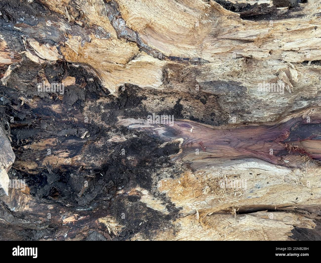 Gros plan de la texture naturelle du tronc en bois coupé brut. Bûche de bois massif ou texture de bûche de bois avec des veines sombres et les trous du grand arbre. Arrière-plan transparent Banque D'Images