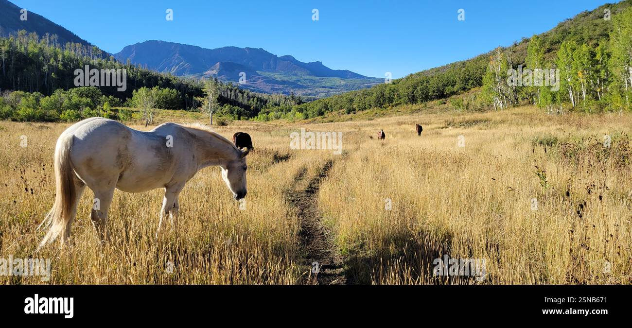 Belle prairie avec des chevaux qui paissent Banque D'Images