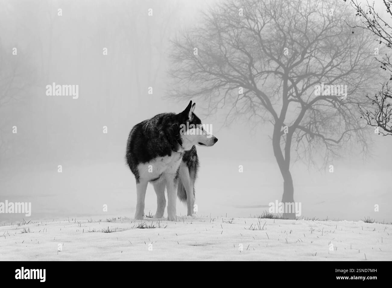 Husky sibérien dans un jour de neige de Foggy - Gigapixel Banque D'Images