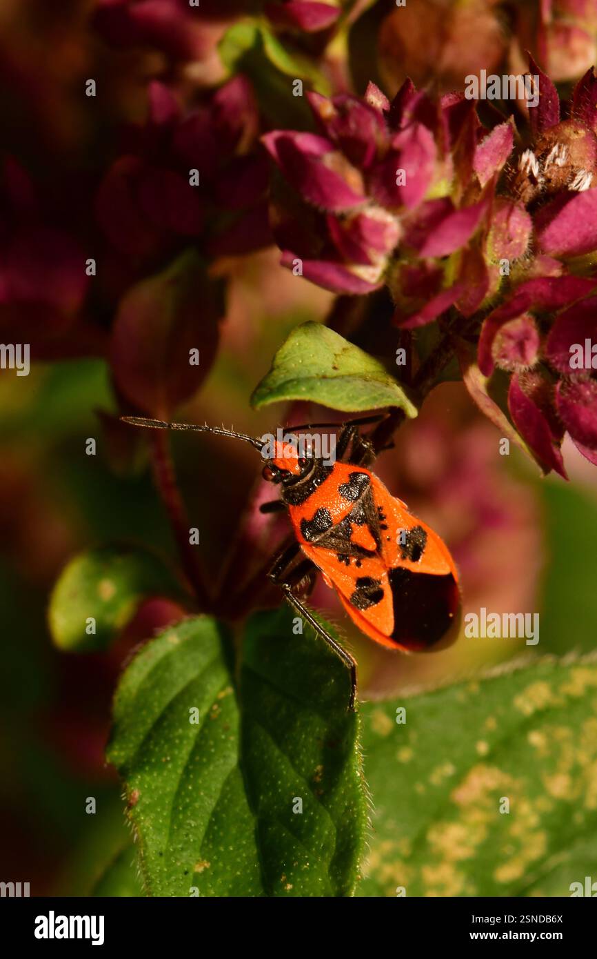 Le insecte de cannelle 'Corizus hyescyami' est une espèce de punaise végétale sans odeur appartenant à la famille des Rhopalidae, sous-famille des Rhopalinae. Il est aussi appelé blac Banque D'Images