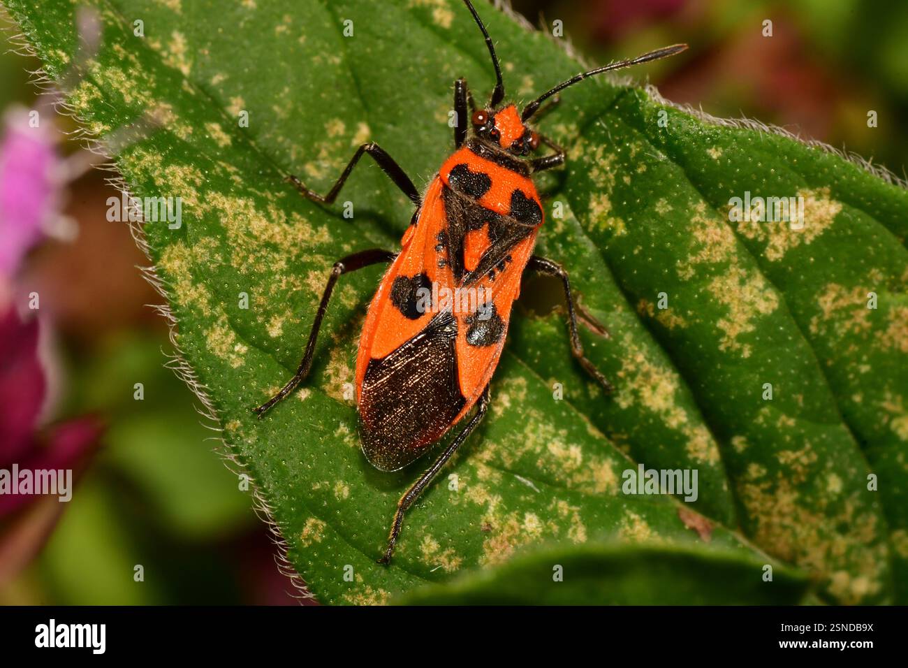 Le insecte de cannelle 'Corizus hyescyami' est une espèce de punaise végétale sans odeur appartenant à la famille des Rhopalidae, sous-famille des Rhopalinae. Il est aussi appelé blac Banque D'Images