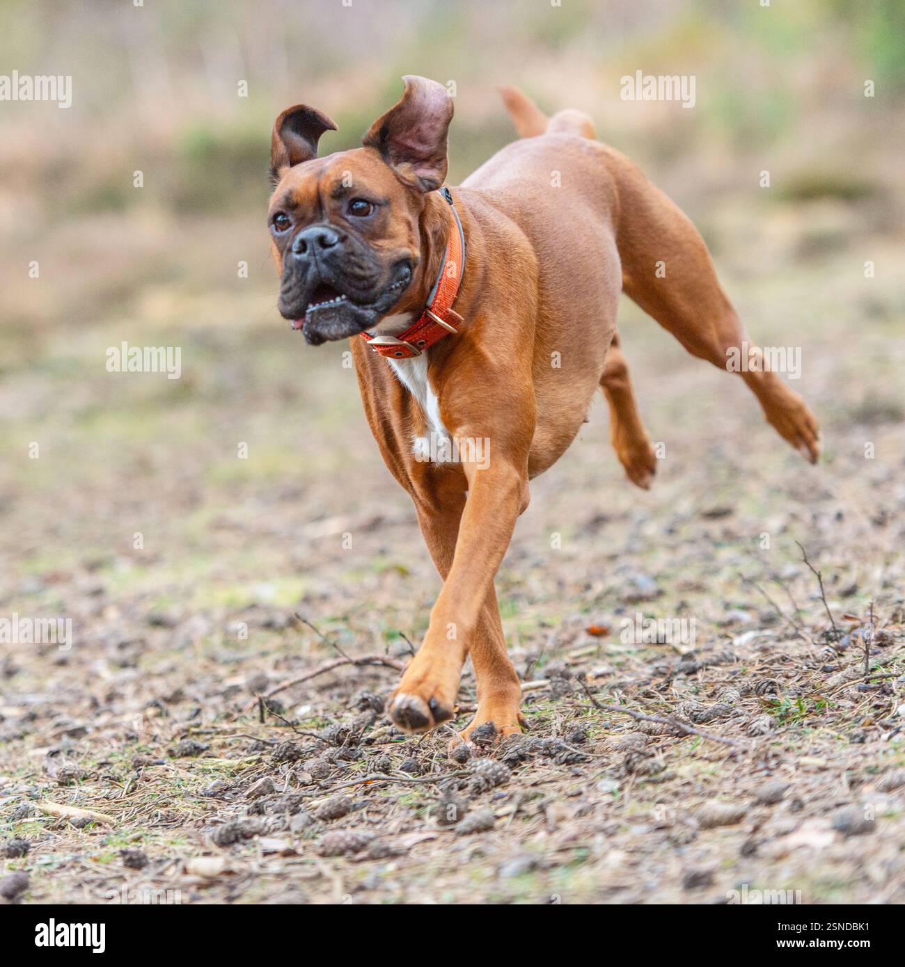 chien boxeur courant vers la caméra Banque D'Images