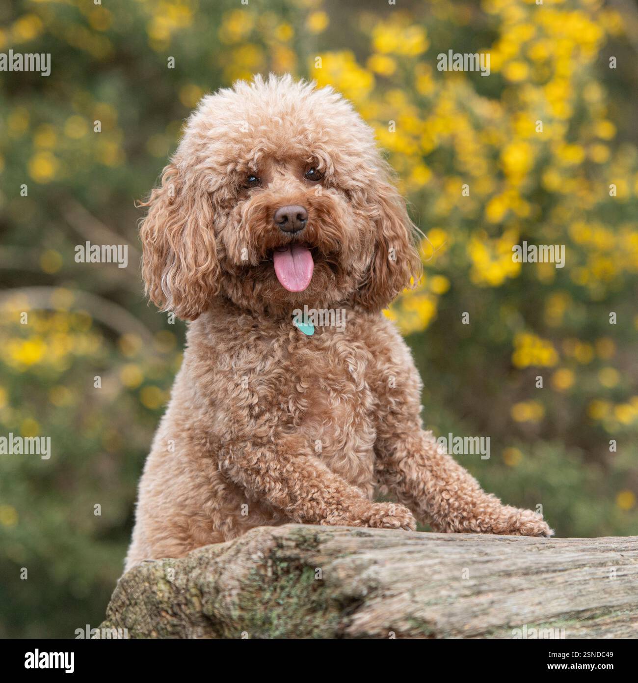 chien cockapoo avec les pattes sur une bûche Banque D'Images
