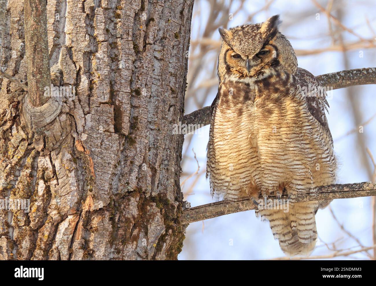 Chouette à grandes cornes assise sur une branche d'arbre dans la forêt, Québec, Canada Banque D'Images