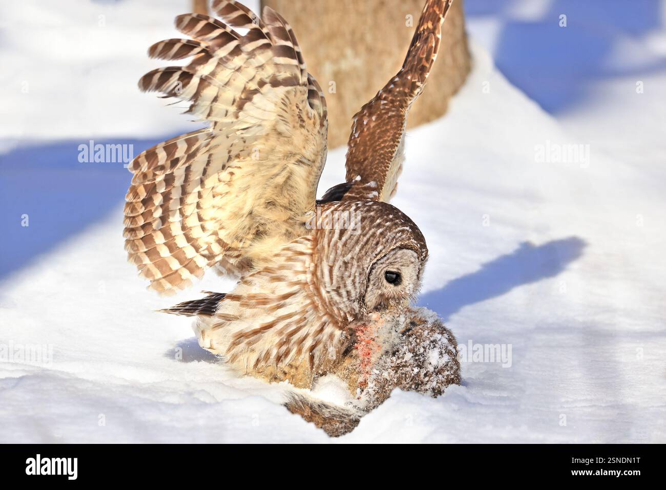Hibou barré avec sa proie dans la neige, Québec, Canada Banque D'Images