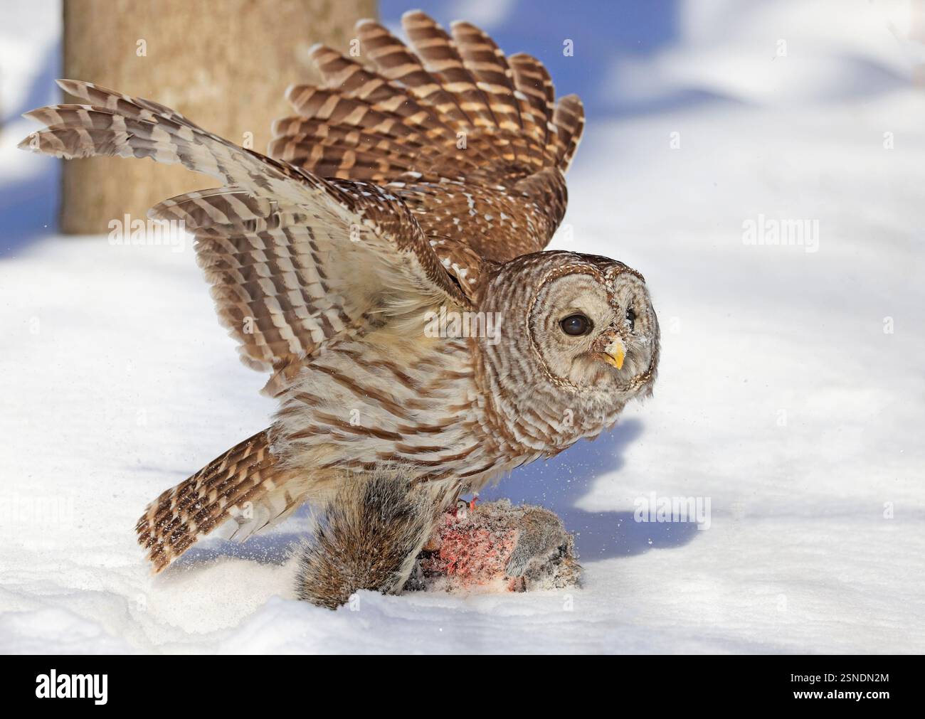 Hibou barré avec sa proie dans la neige, Québec, Canada Banque D'Images