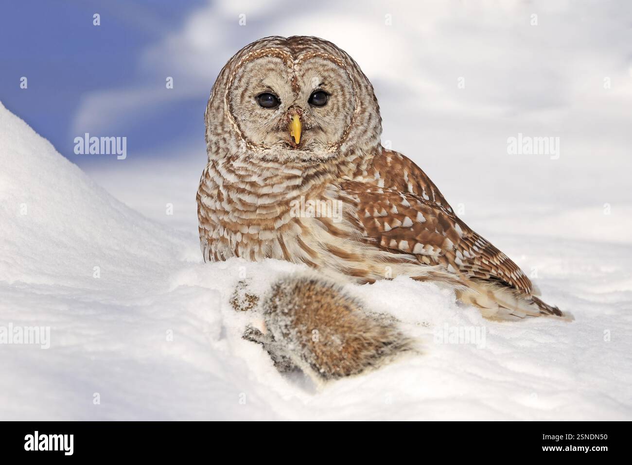 Hibou barré avec sa proie dans la neige, Québec, Canada Banque D'Images