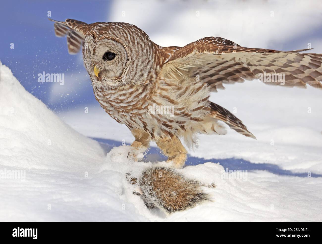 Hibou barré avec sa proie dans la neige, Québec, Canada Banque D'Images