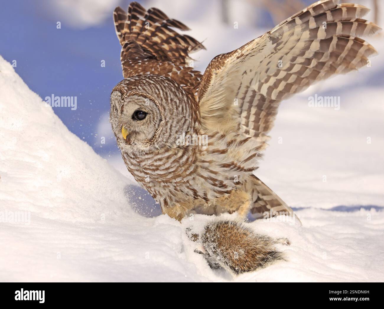 Hibou barré avec sa proie dans la neige, Québec, Canada Banque D'Images