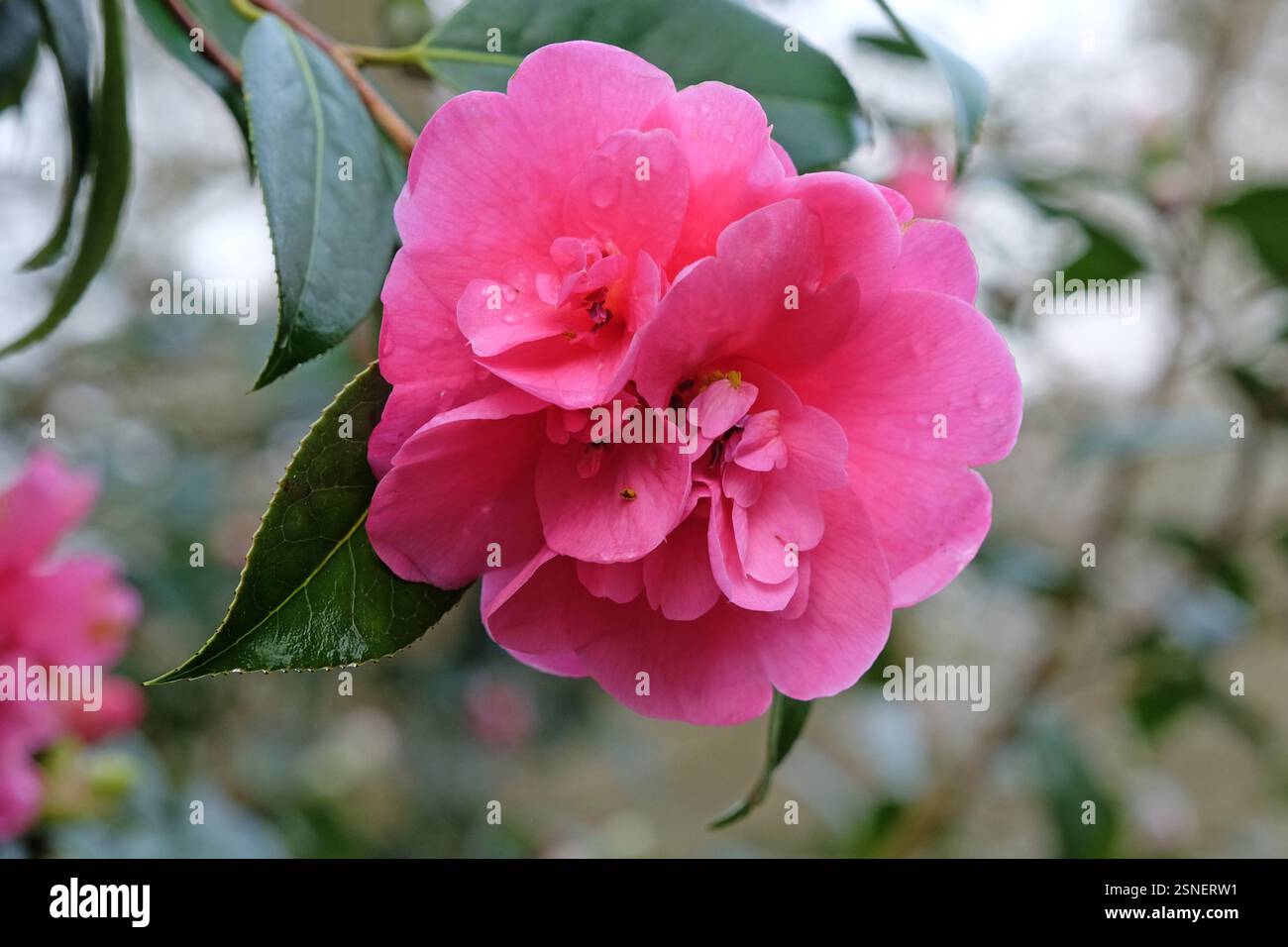 Double camélia rose en fleur. Banque D'Images