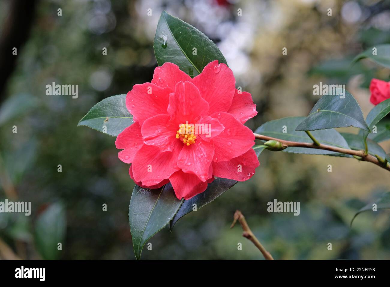 Double camélia rouge en fleur. Banque D'Images
