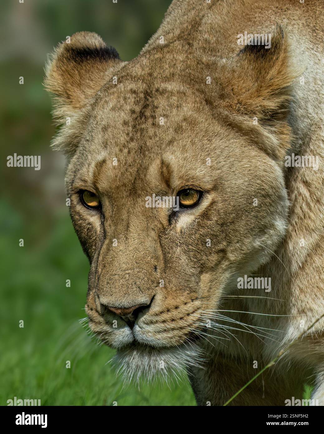 Lionne africaine Banque D'Images